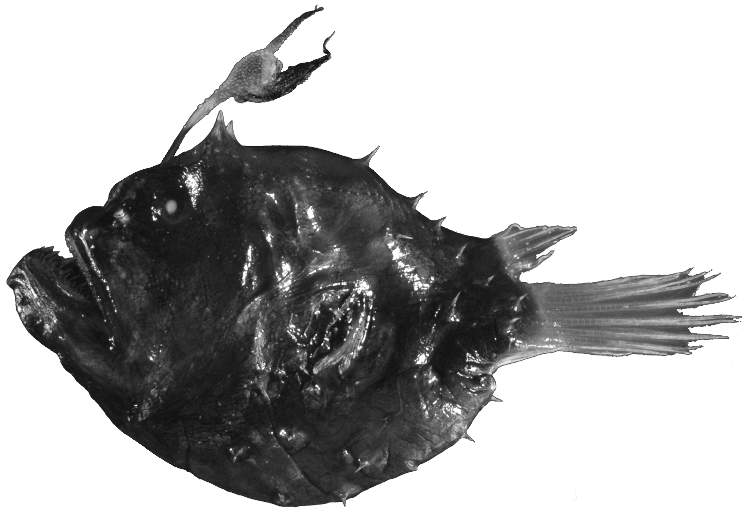 ภาพ ปลา sagamius (Himantolophus sagamius)