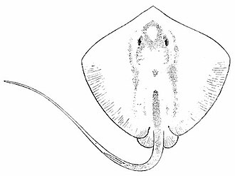 ภาพ ปลา alcockii (Himantura alcockii)