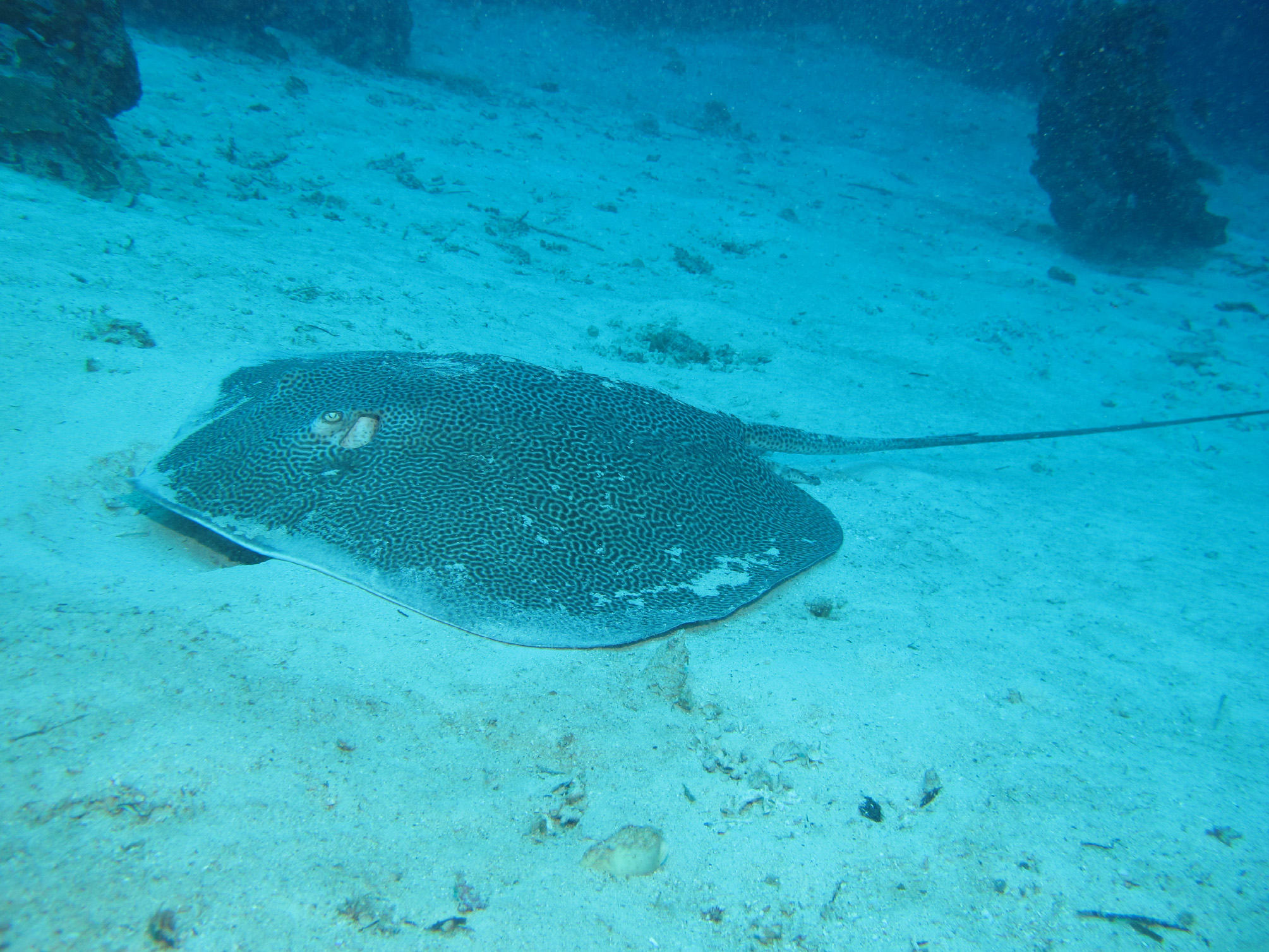 ภาพ ปลา australis (Himantura australis)