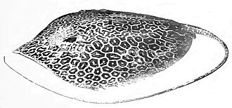 ภาพ ปลา fava (Himantura fava)