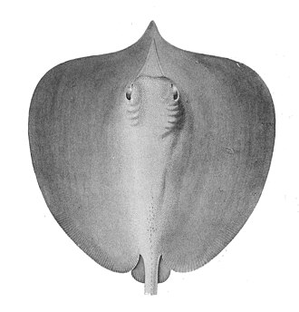 ภาพ ปลา fluviatilis (Himantura fluviatilis)