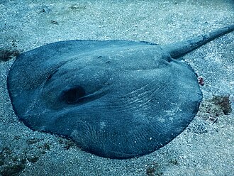 ภาพ ปลา pacifica (Himantura pacifica)
