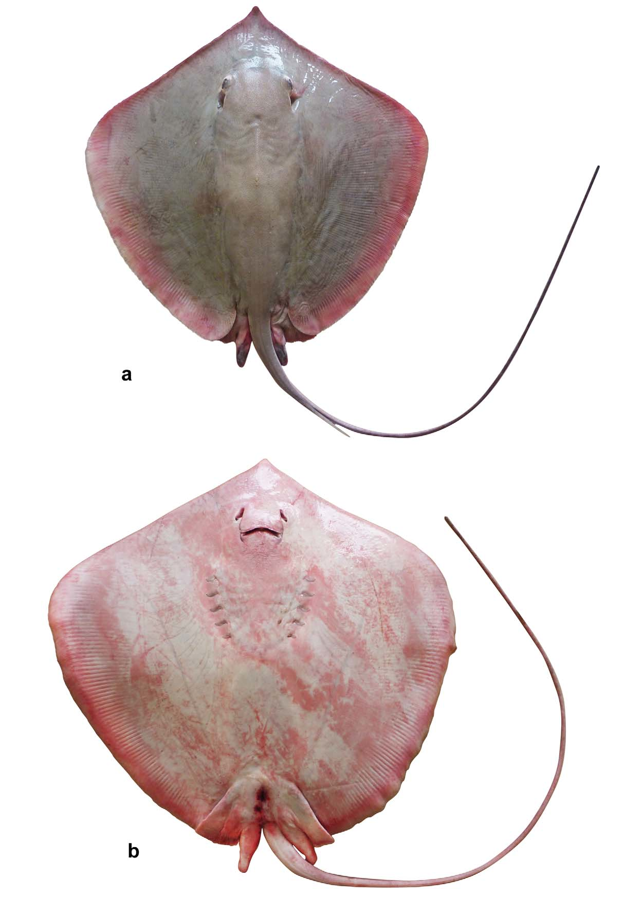 ภาพ ปลา randalli (Himantura randalli)