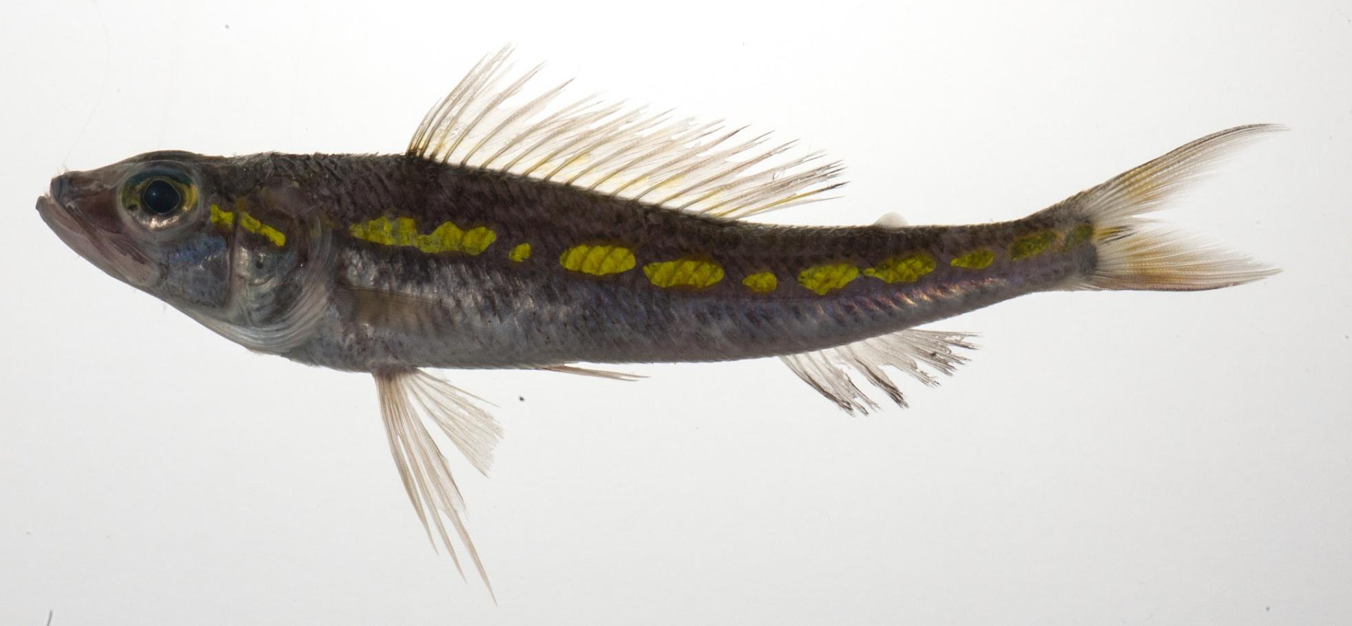 ภาพ ปลา surrubea (Hime surrubea)