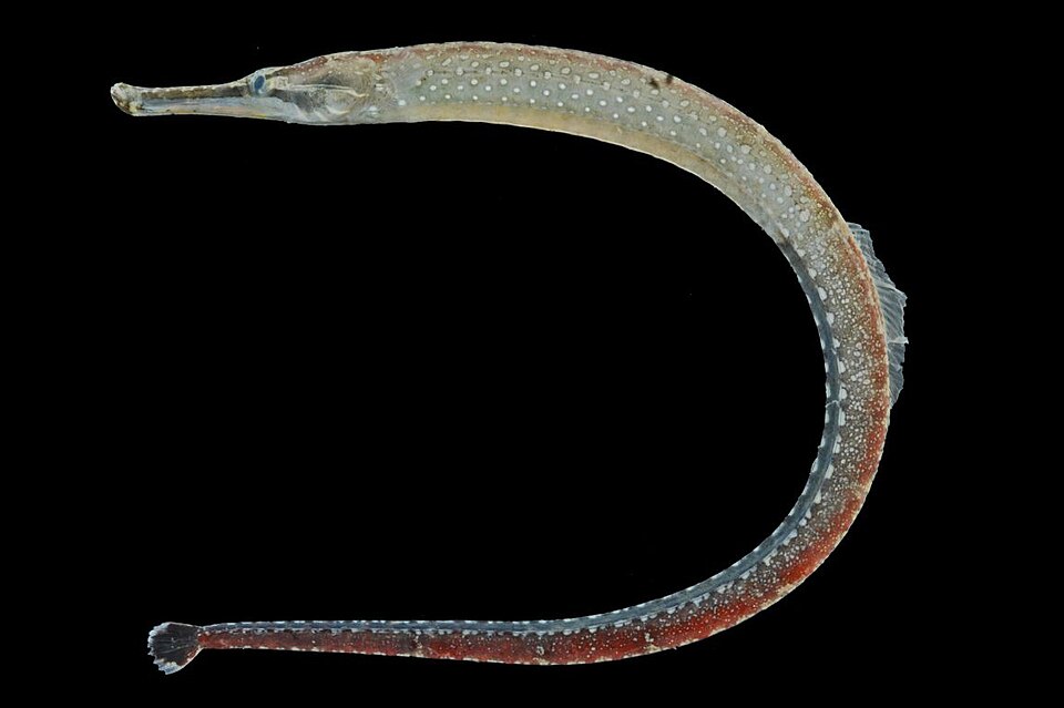 ภาพ ปลาจิ้มฟันจระเข้ penicillus (Hippichthys penicillus)