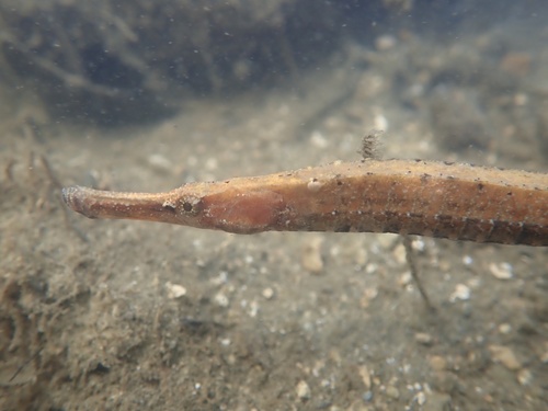 ภาพ ปลาจิ้มฟันจระเข้ทะเล (Hippichthys spicifer)