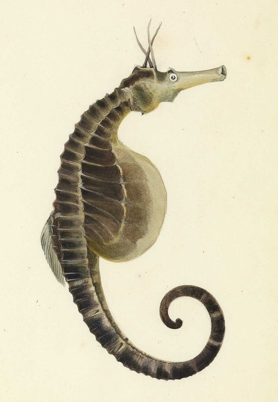 ภาพ ม้าน้ำออสเตรเลีย (Hippocampus abdominalis)