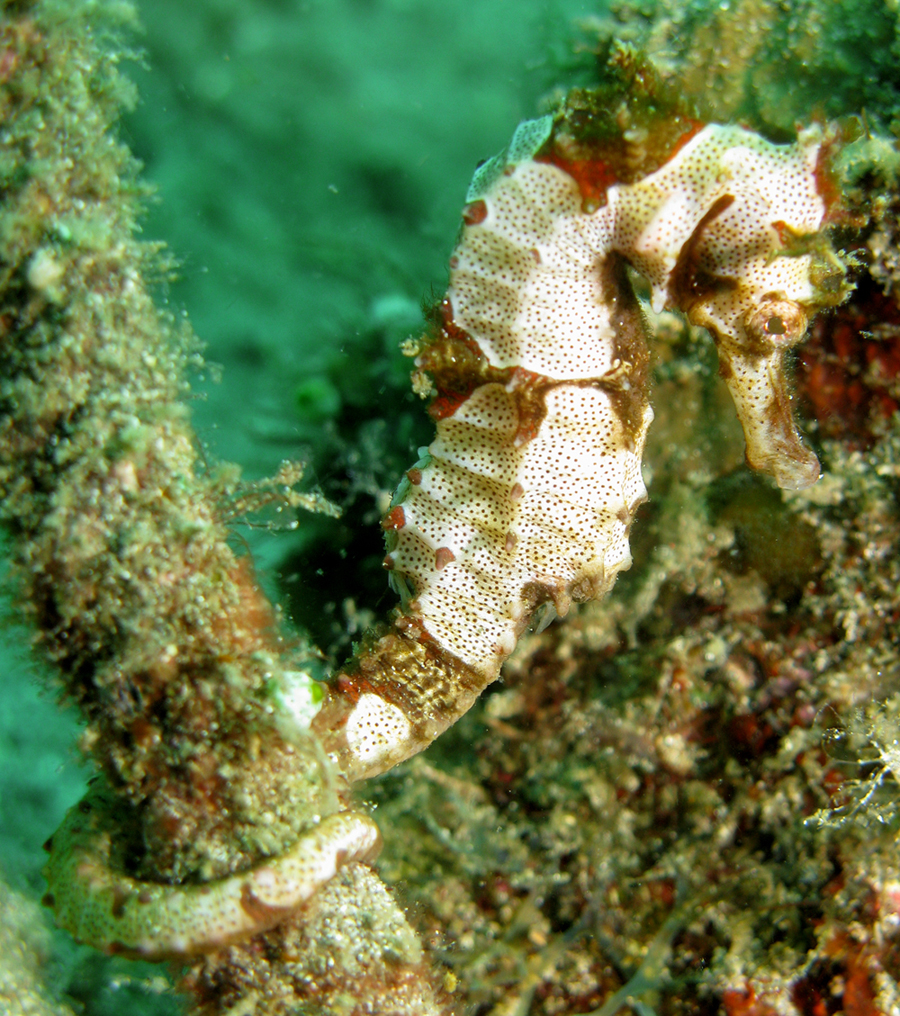 ภาพ ม้าน้ำ alatus (Hippocampus alatus)