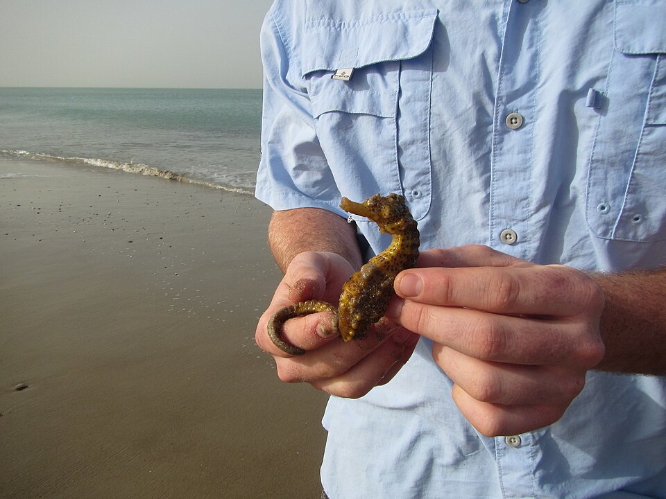ภาพ ม้าน้ำแอฟริกา (Hippocampus algiricus)
