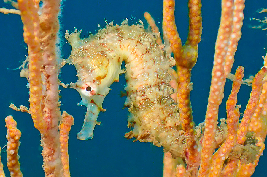 ภาพ ม้าน้ำ angustus (Hippocampus angustus)