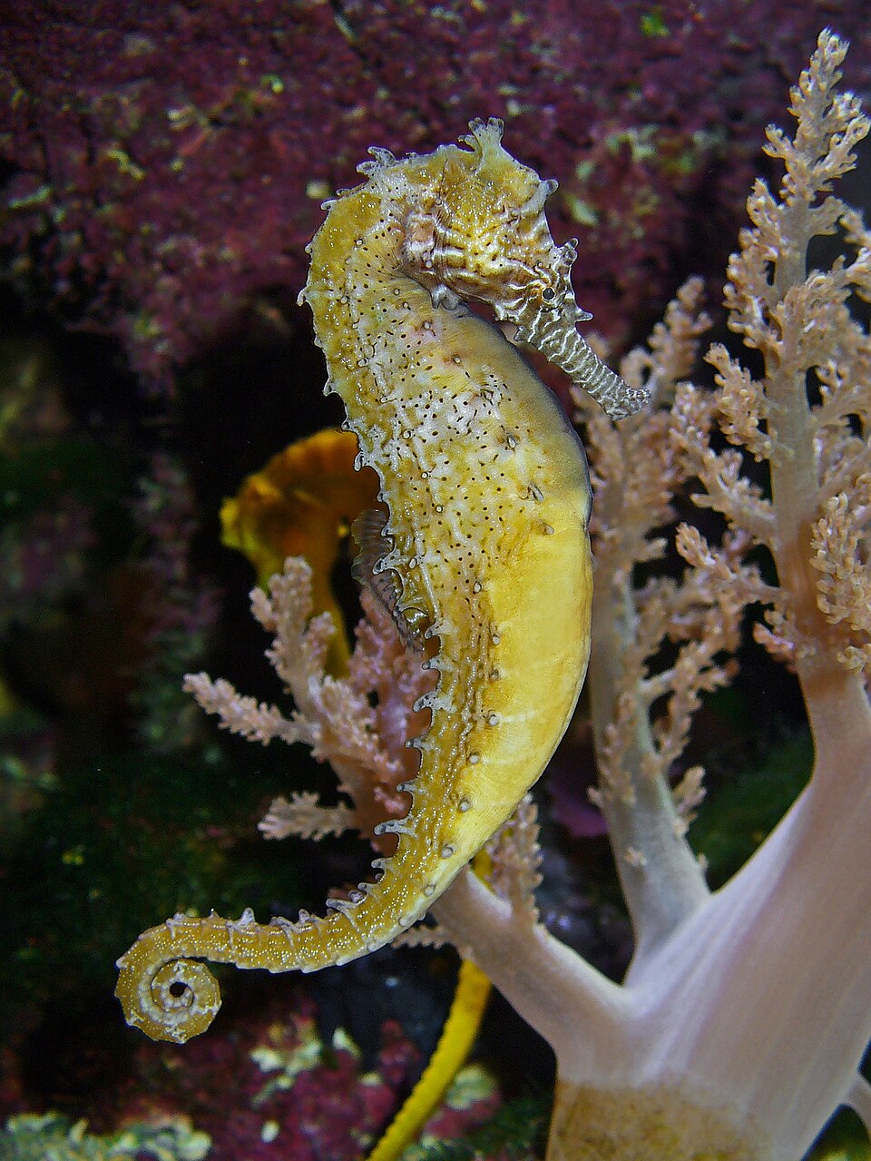 ภาพ ม้าน้ำเหลือง (Hippocampus barbouri)