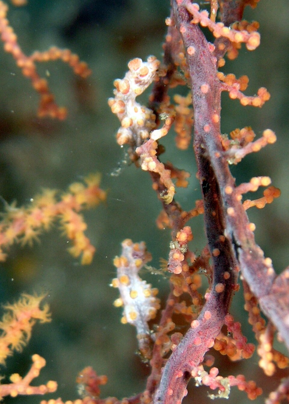 ภาพ ม้าน้ำแคระ (Hippocampus bargibanti)