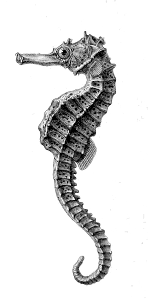 ภาพ ม้าน้ำ borboniensis (Hippocampus borboniensis)