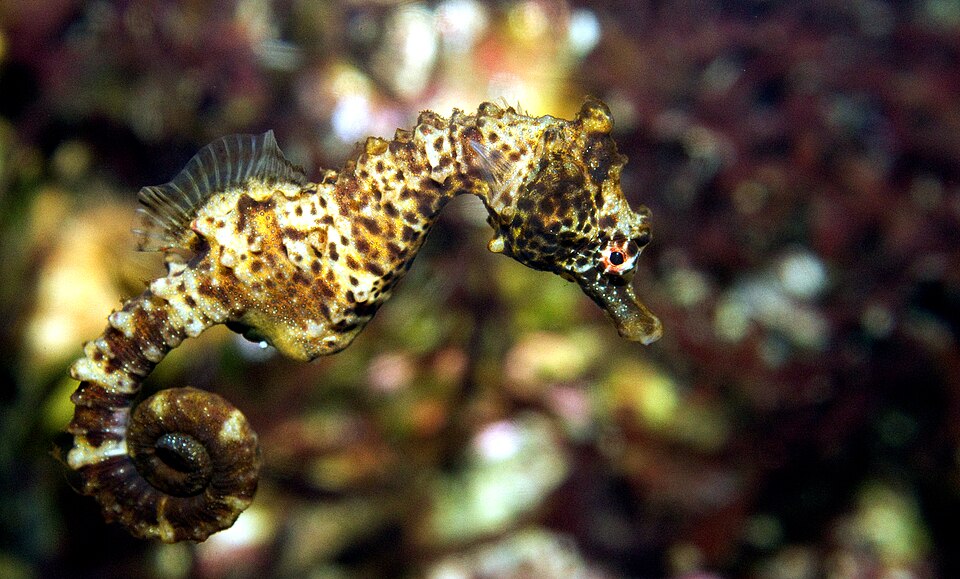 ภาพ ม้าน้ำ breviceps (Hippocampus breviceps)