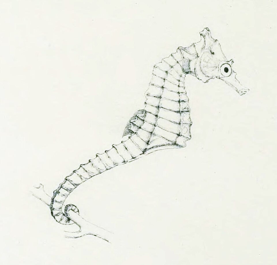ภาพ ม้าน้ำ camelopardalis (Hippocampus camelopardalis)