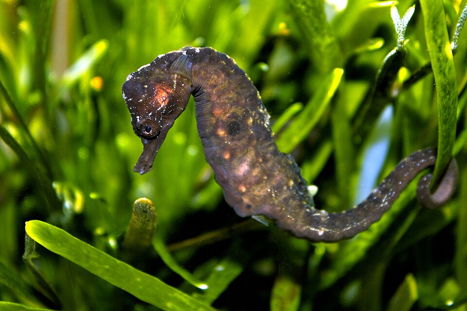 ภาพ ม้าน้ำ capensis (Hippocampus capensis)