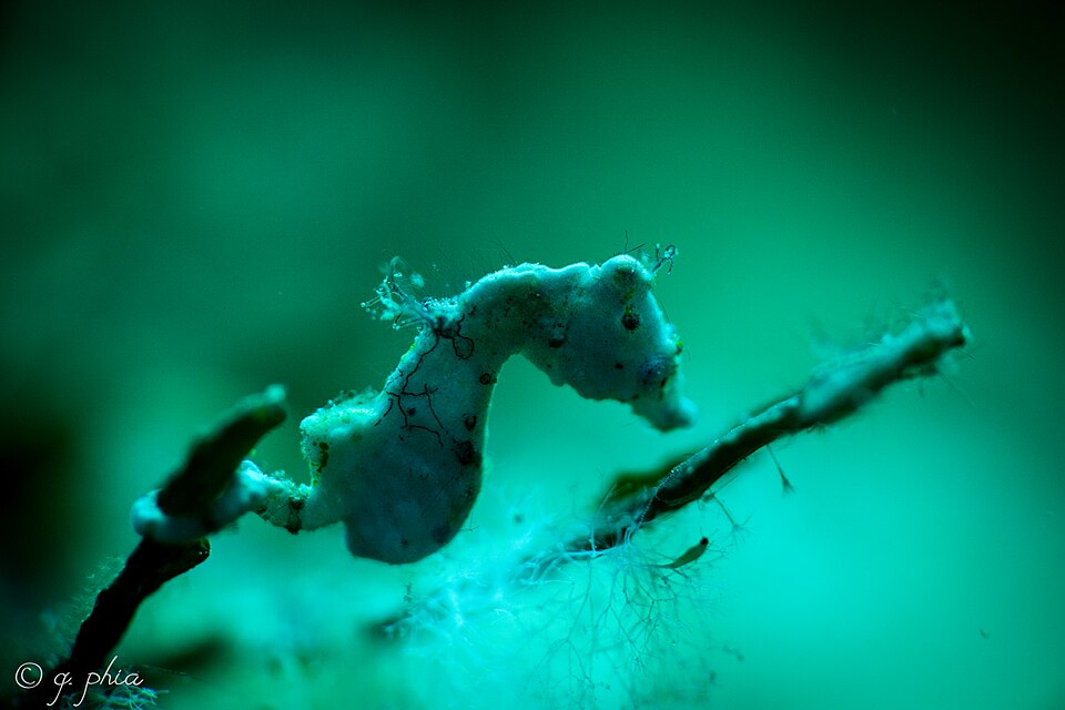 ภาพ ม้าน้ำแคระโคลแมน (Hippocampus colemani)