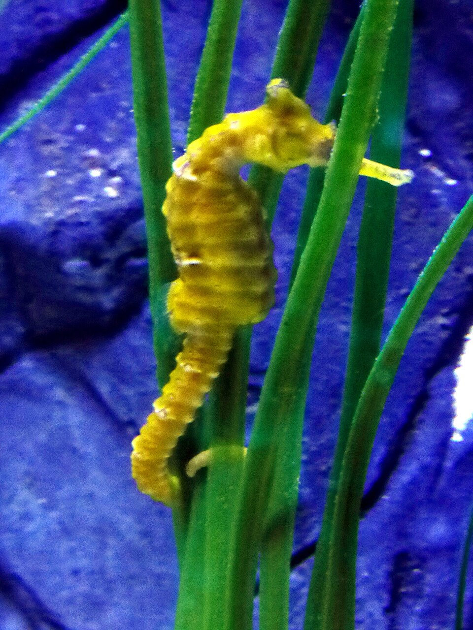 ภาพ ม้าน้ำหนาม (Hippocampus comes)