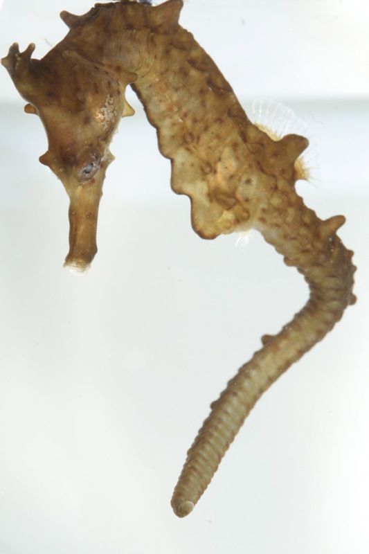ภาพ ม้าน้ำ coronatus (Hippocampus coronatus)