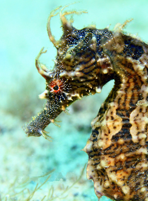 ภาพ ม้าน้ำ erectus (Hippocampus erectus)