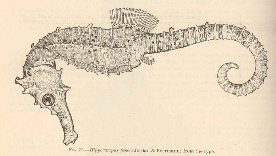 ภาพ ม้าน้ำ fisheri (Hippocampus fisheri)