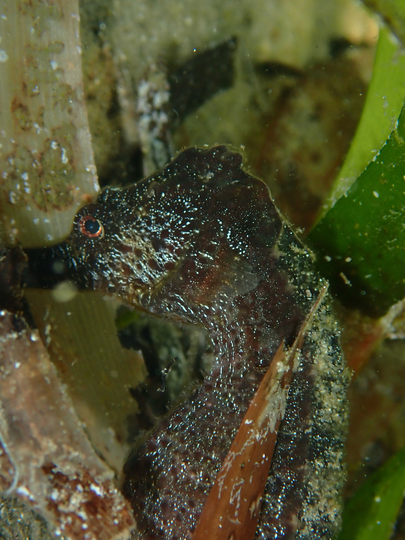 ภาพ ม้าน้ำดำ (Hippocampus fuscus)