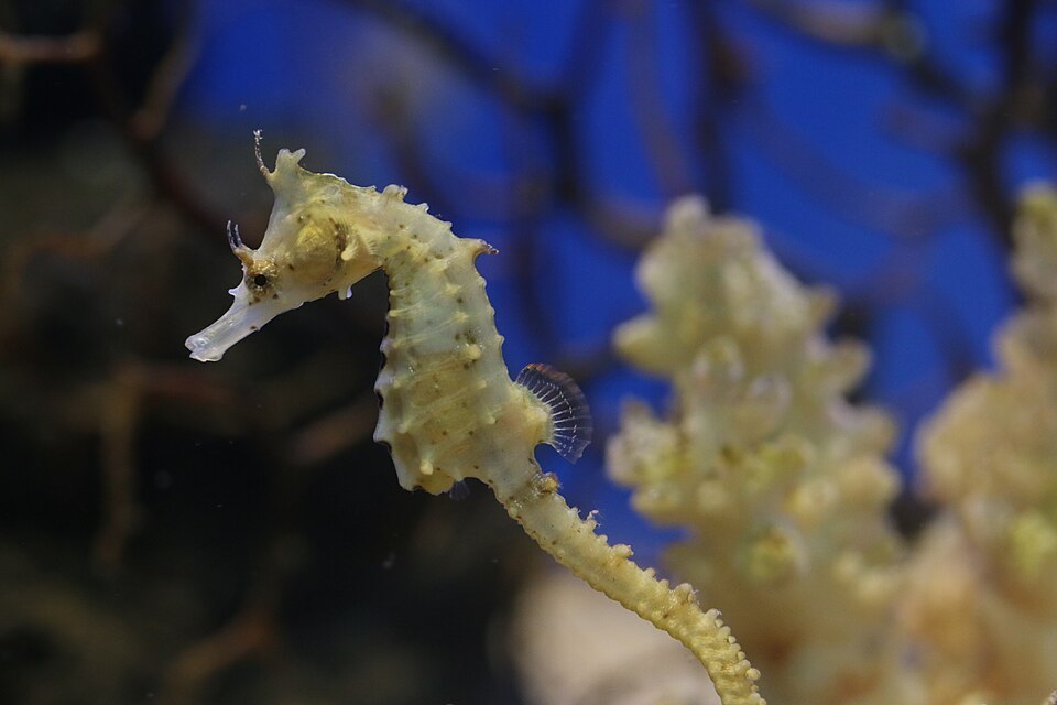ภาพ ม้าน้ำเกาหลี (Hippocampus haema)