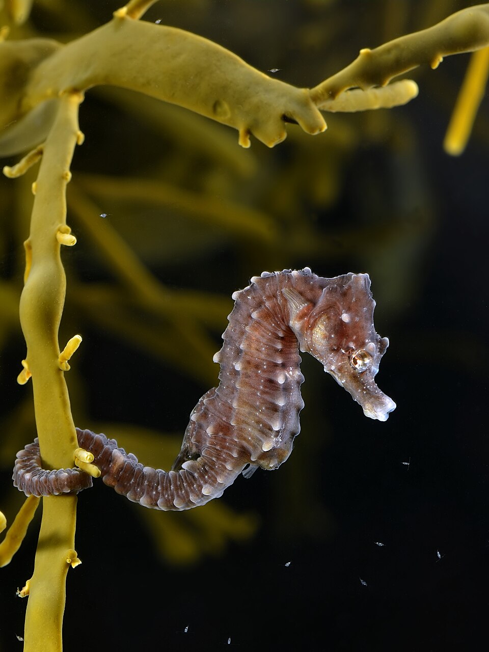 ภาพ ม้าน้ำ hippocampus (Hippocampus hippocampus)