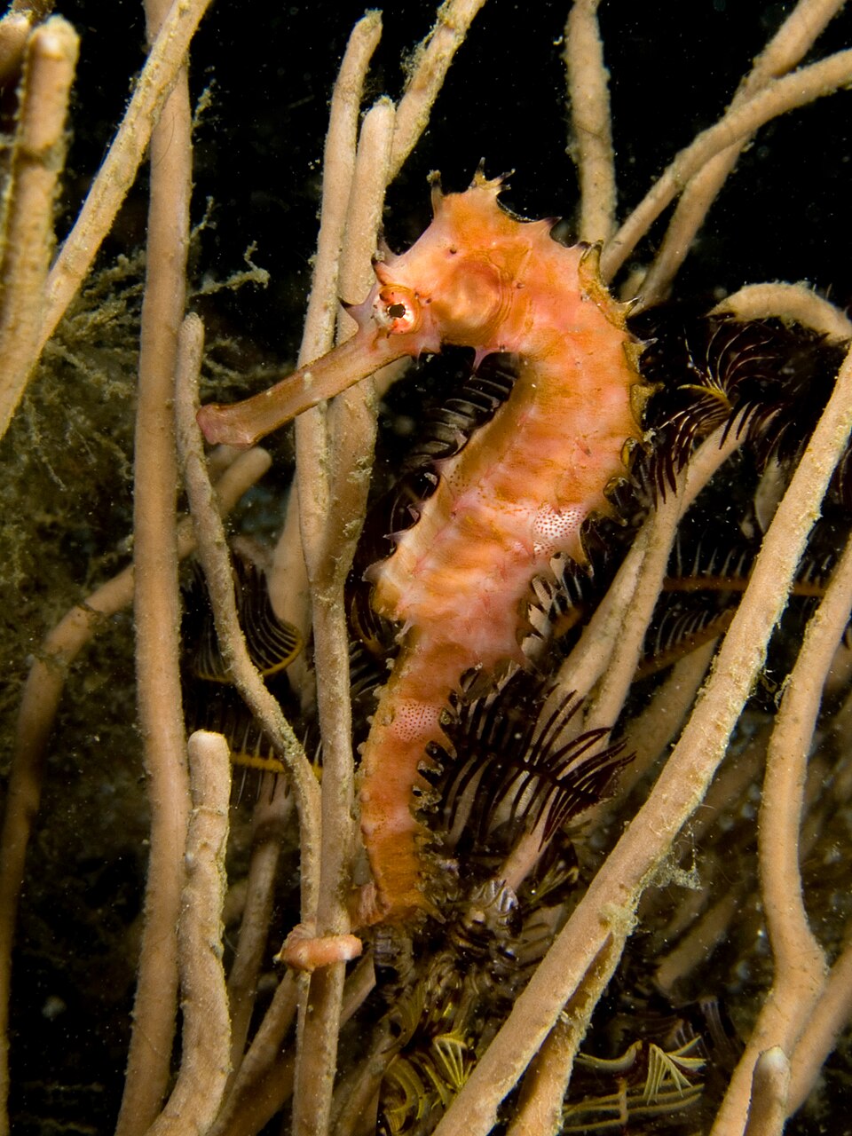 ภาพ ม้าน้ำหนามยาว (Hippocampus histrix)
