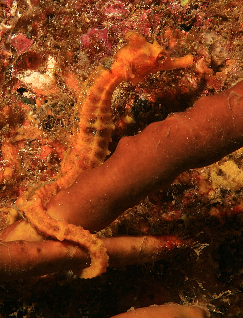 ภาพ ม้าน้ำยักษ์ (Hippocampus ingens)