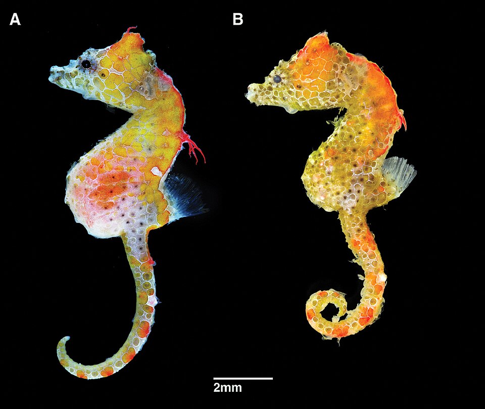 ภาพ ม้าน้ำญี่ปุ่นแคระ (Hippocampus japapigu)