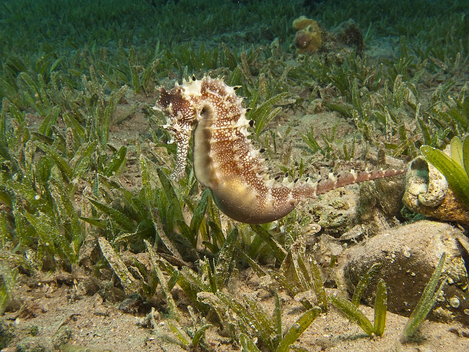 ภาพ ม้าน้ำ jayakari (Hippocampus jayakari)