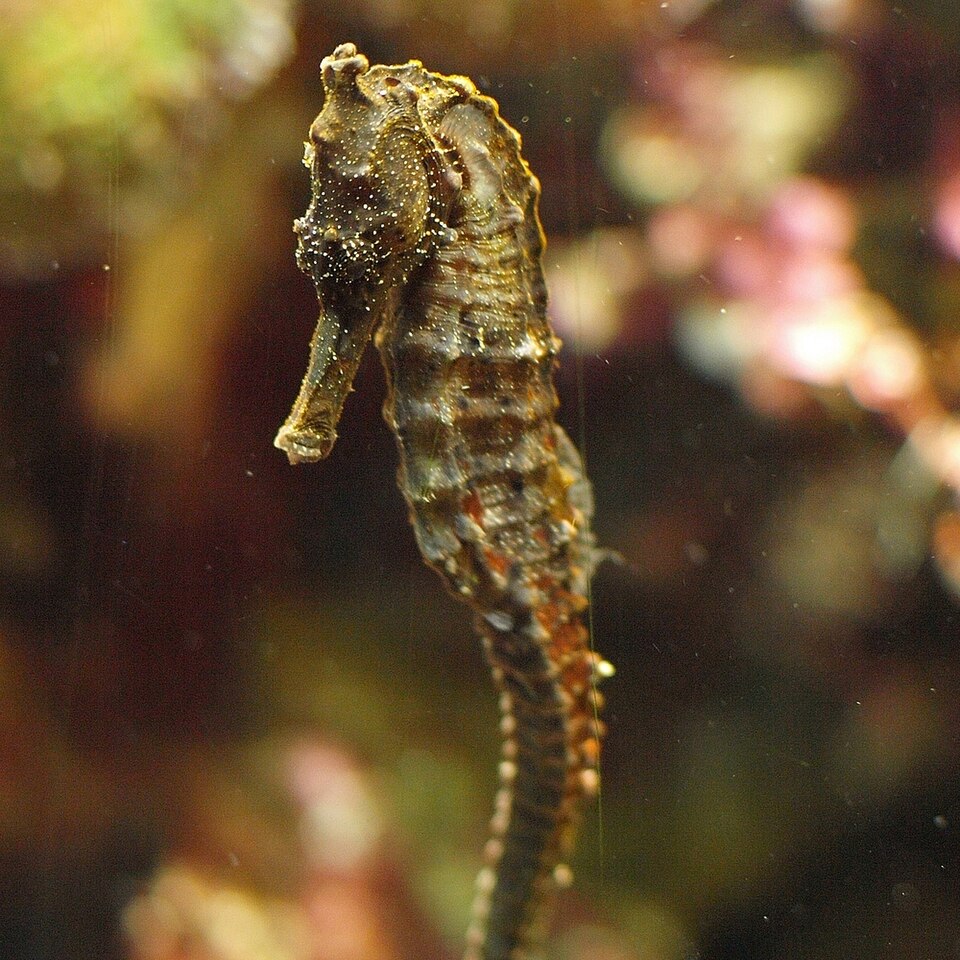 ภาพ ม้าน้ำยักษ์ (Hippocampus kelloggi)