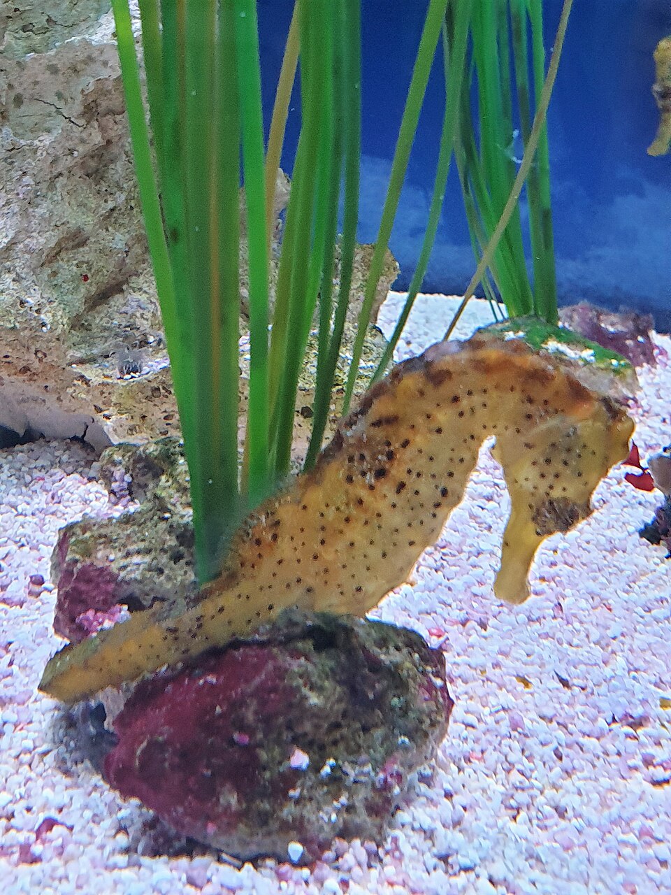 ภาพ ม้าน้ำดำ (Hippocampus kuda)
