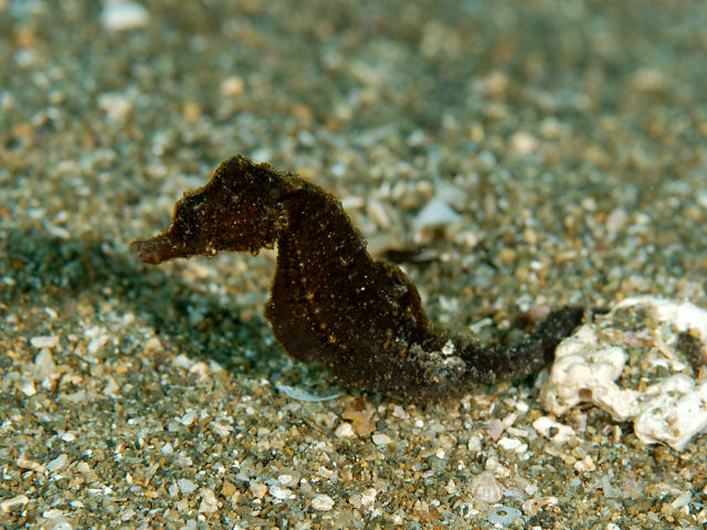 ภาพ ม้าน้ำแคระ (Hippocampus mohnikei)