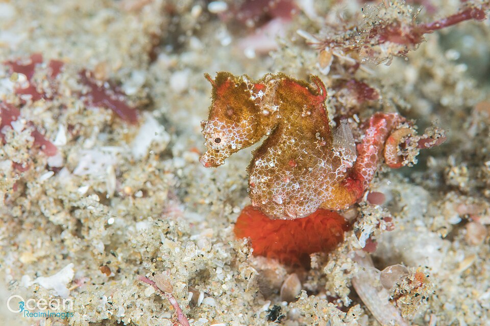 ภาพ ม้าน้ำแคระ (Hippocampus nalu)