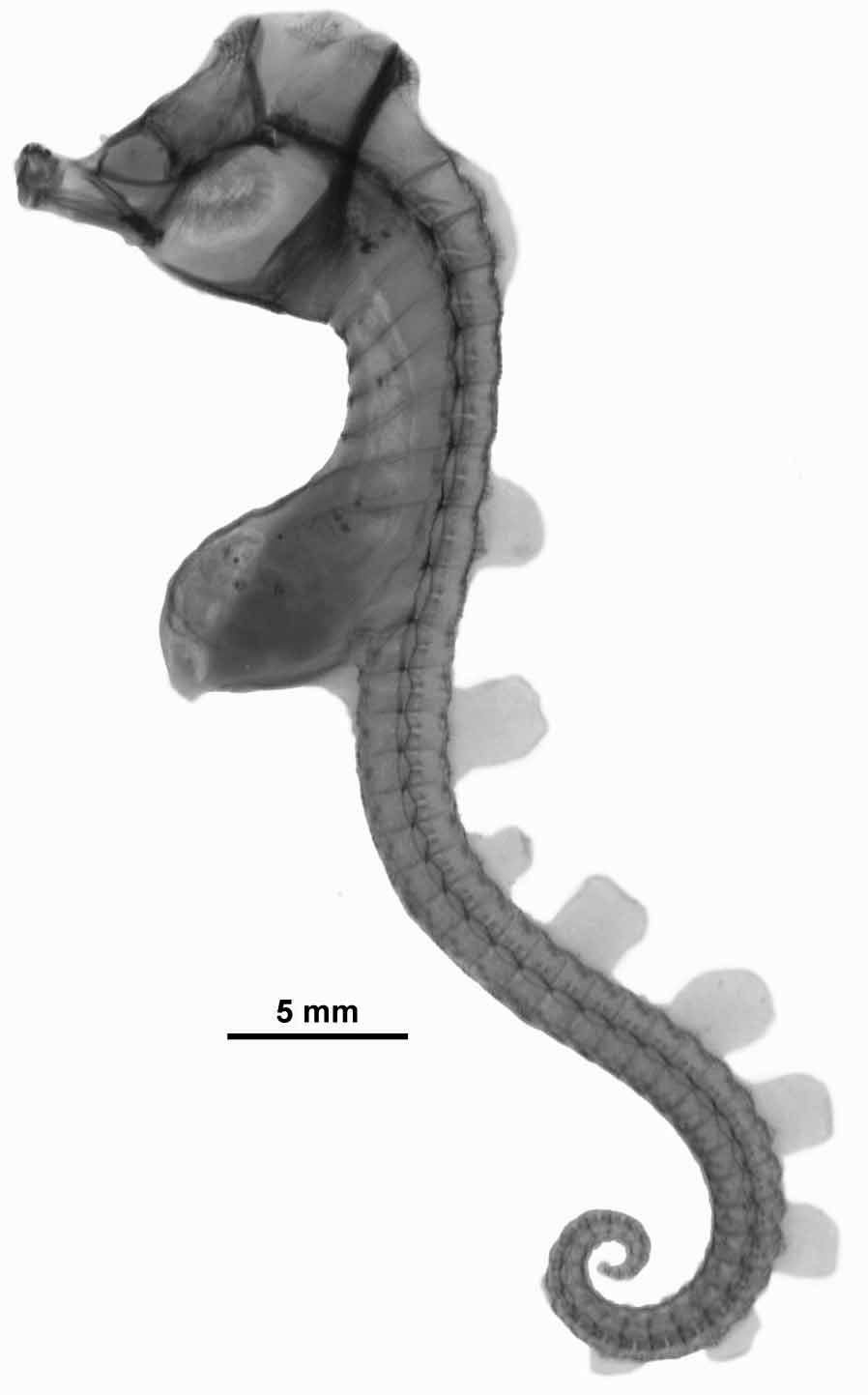 ภาพ ม้าน้ำ paradoxus (Hippocampus paradoxus)