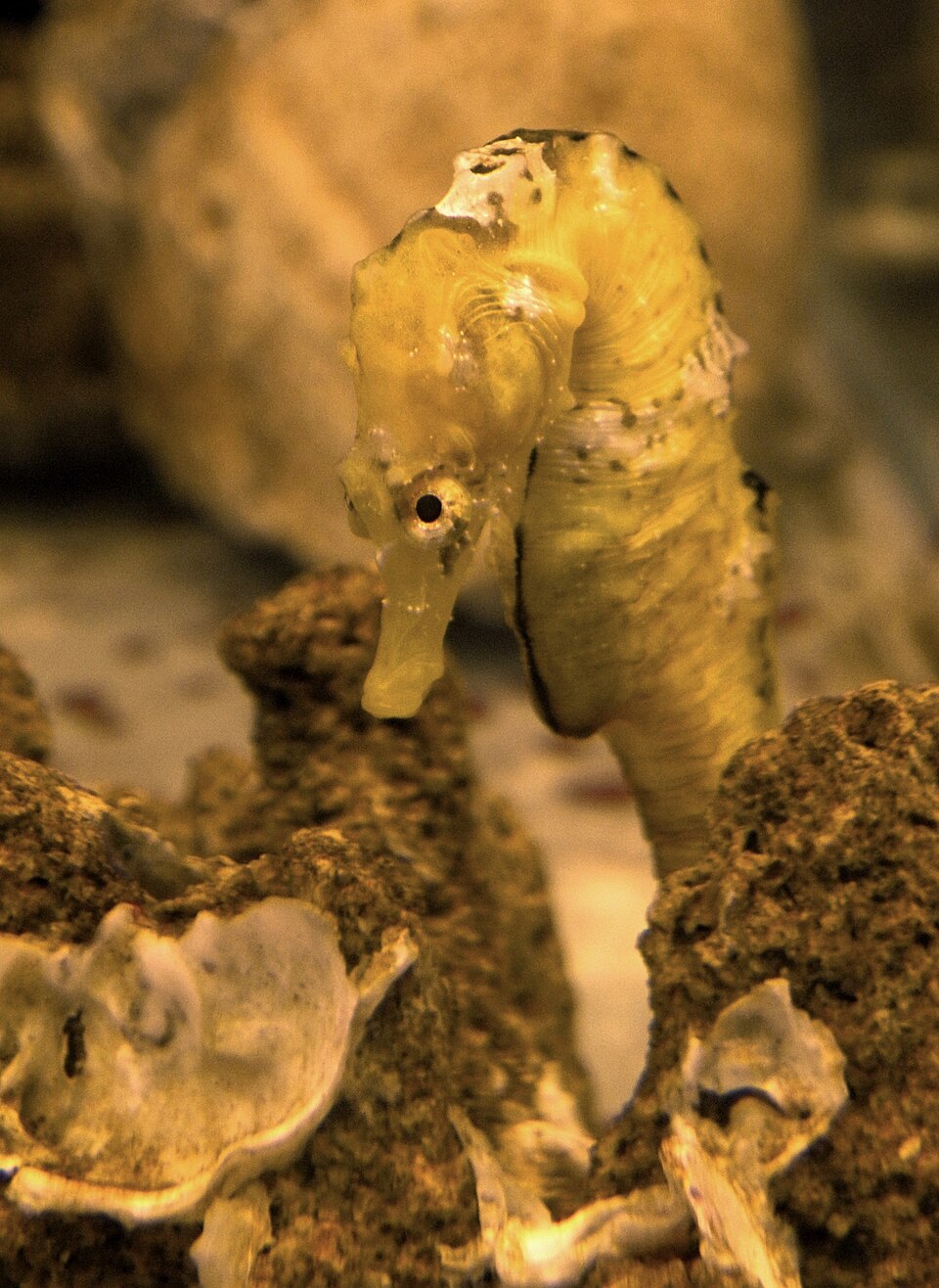ภาพ ม้าน้ำ patagonicus (Hippocampus patagonicus)