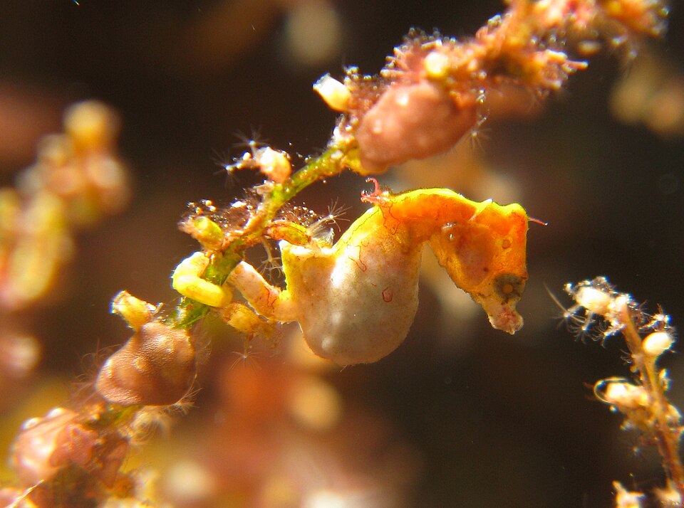 ภาพ ม้าน้ำแคระ (Hippocampus pontohi)