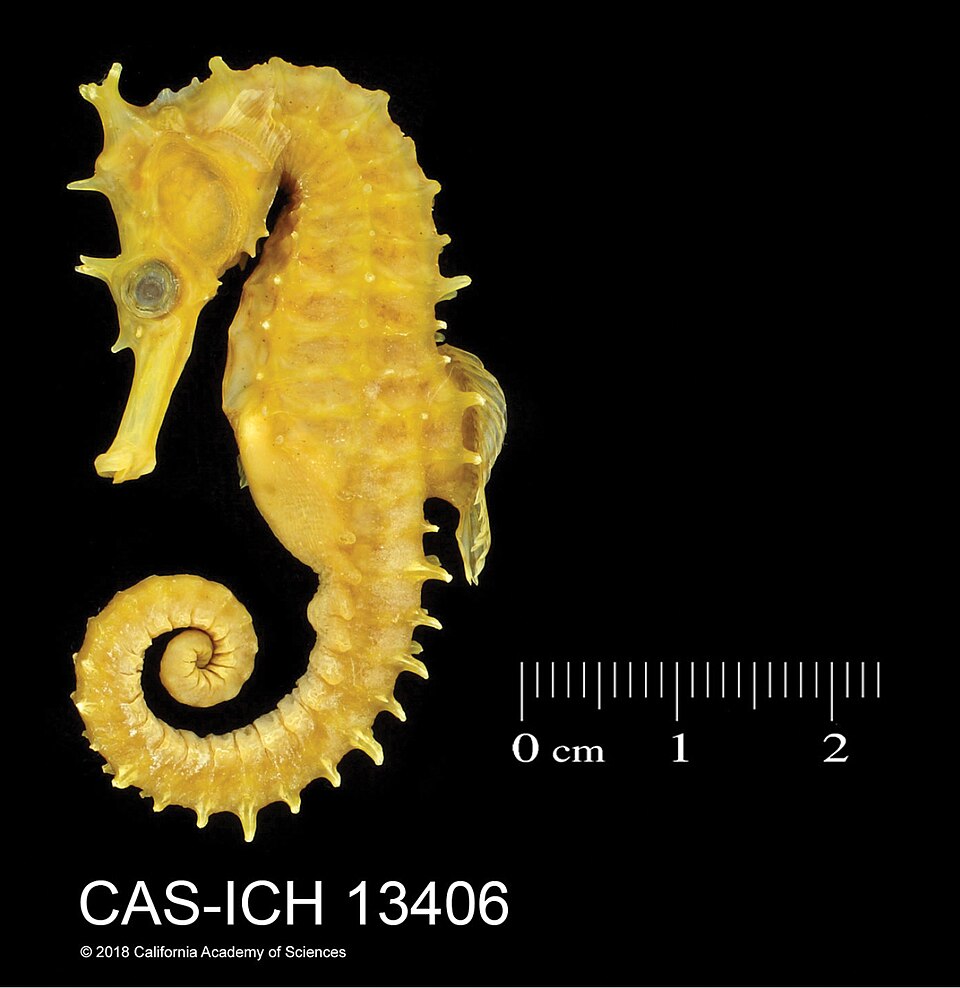 ภาพ ม้าน้ำ procerus (Hippocampus procerus)