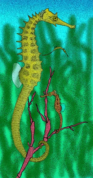 ภาพ ม้าน้ำ sarmaticus (Hippocampus sarmaticus)