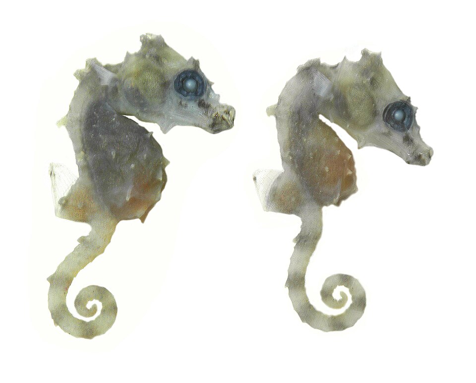 ภาพ ม้าน้ำแคระซาโตมิ (Hippocampus satomiae)