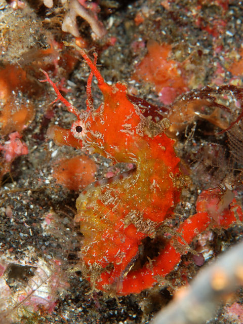 ภาพ ม้าน้ำ sindonis (Hippocampus sindonis)
