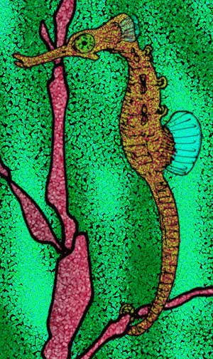 ภาพ ม้าน้ำ slovenicus (Hippocampus slovenicus)