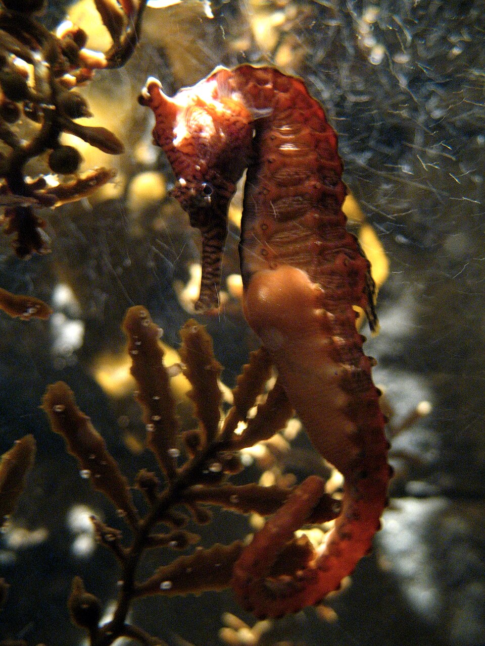 ภาพ ม้าน้ำลายเสือ (Hippocampus subelongatus)