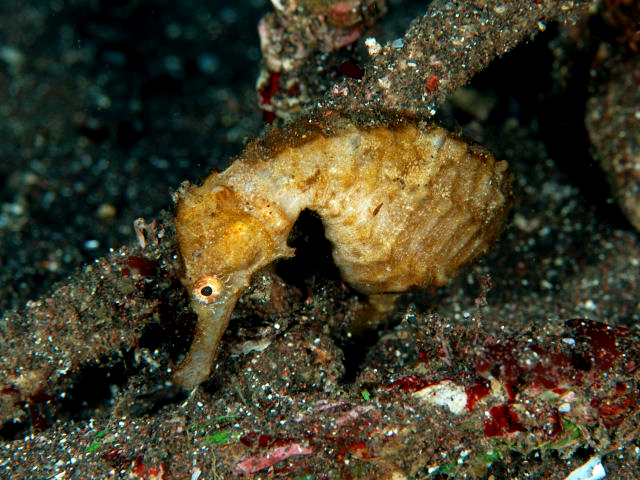 ภาพ ม้าน้ำสามจุด (Hippocampus trimaculatus)