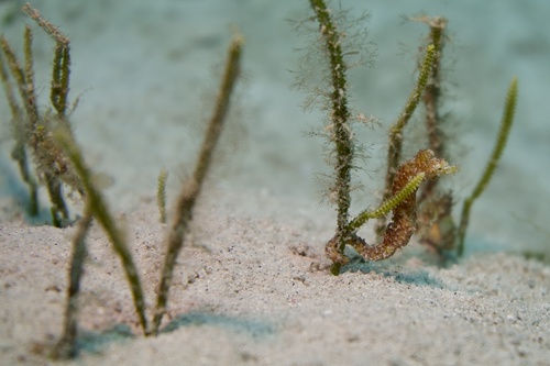ภาพ ม้าน้ำ tyro (Hippocampus tyro)