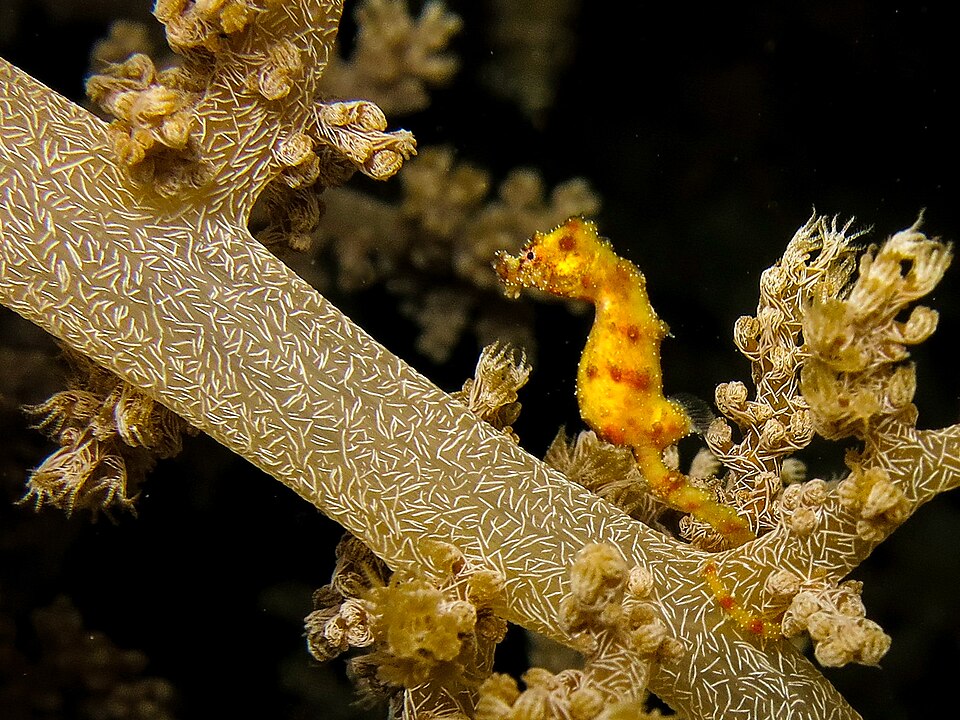 ภาพ ม้าน้ำแคระ (Hippocampus waleananus)