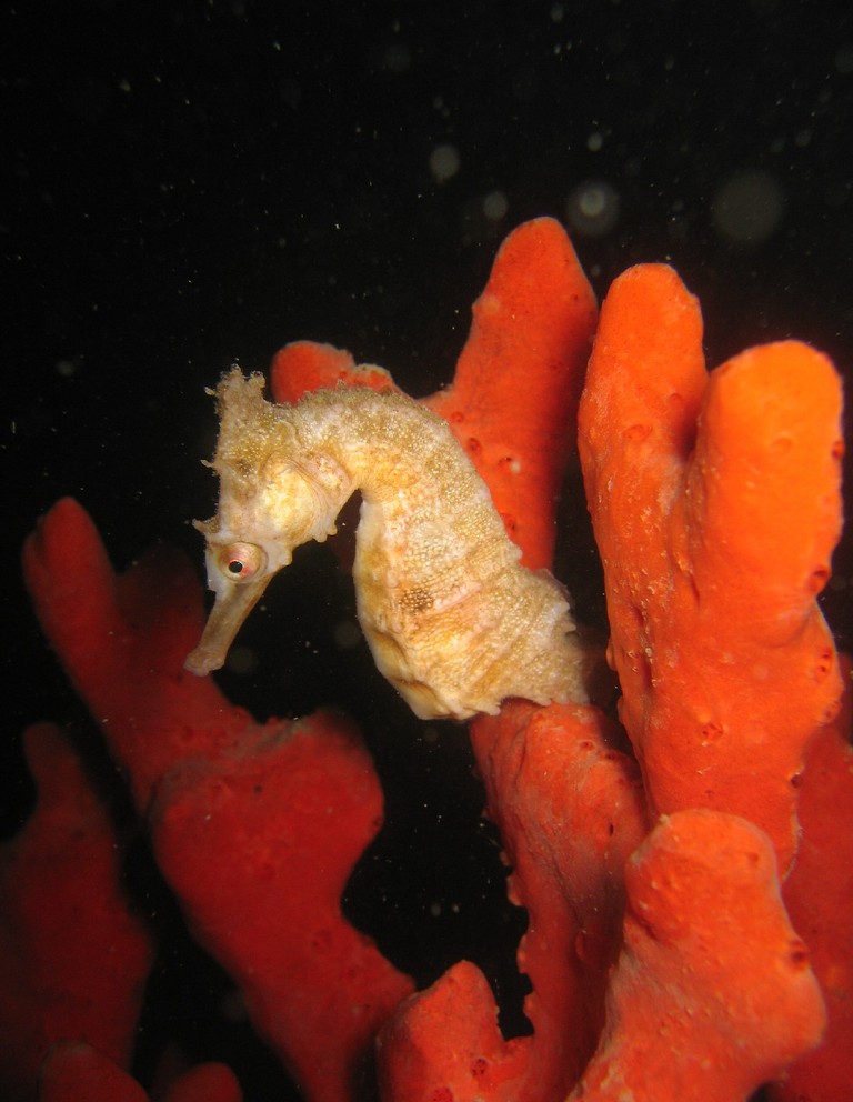 ภาพ ม้าน้ำธรรมดา (Hippocampus whitei)