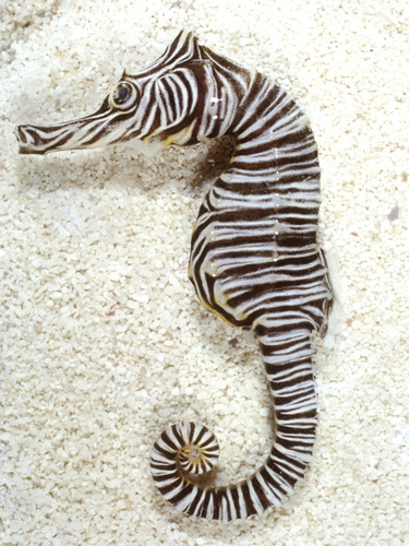 ภาพ ม้าน้ำ zebra (Hippocampus zebra)